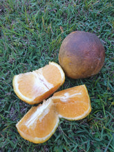 Ugly Oranges (5 pack)